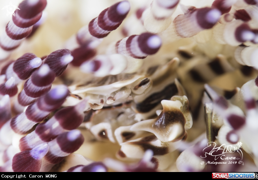 A zebra crab