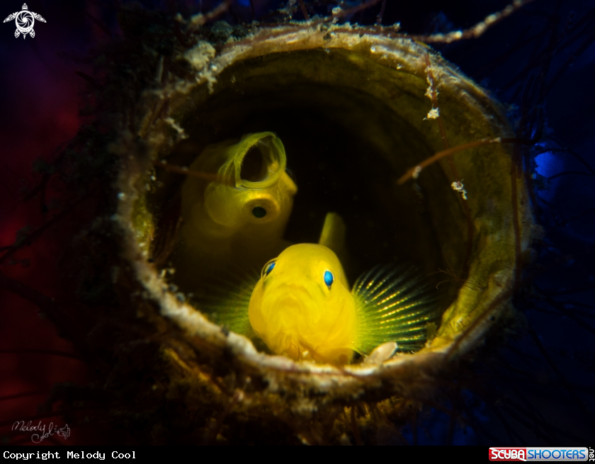 A Lemon Goby