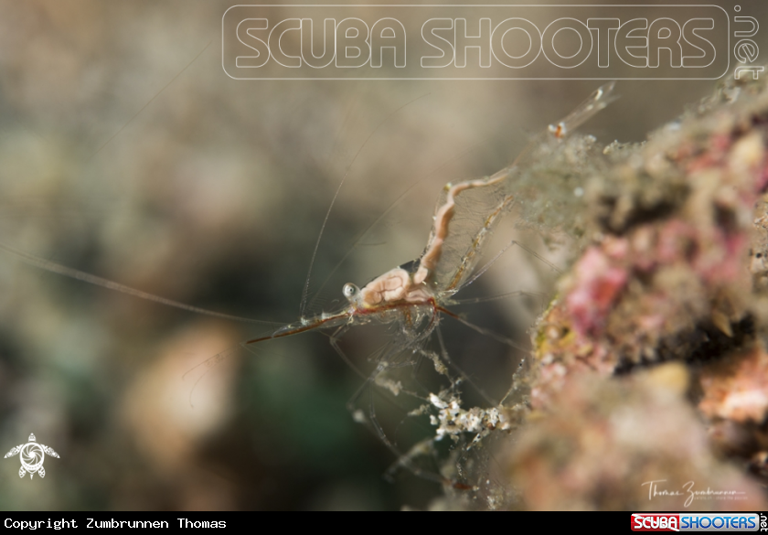 A Shrimp