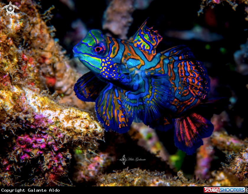 A Mandarin fish