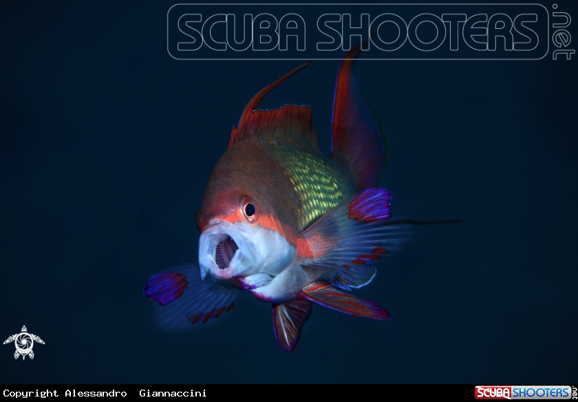 A anthias