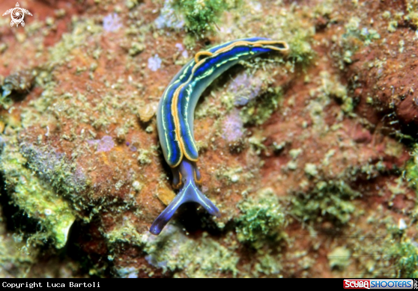 A sea slug