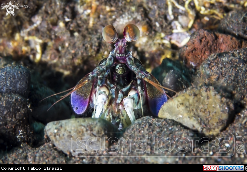 A Mantis shrimp