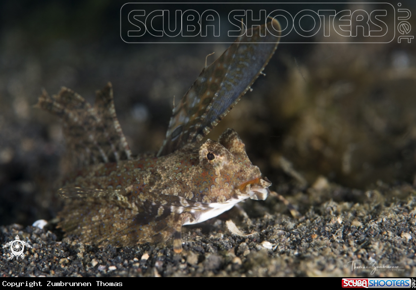 A Fingered Dragonet Fisf