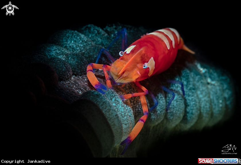 A Emperor shrimp