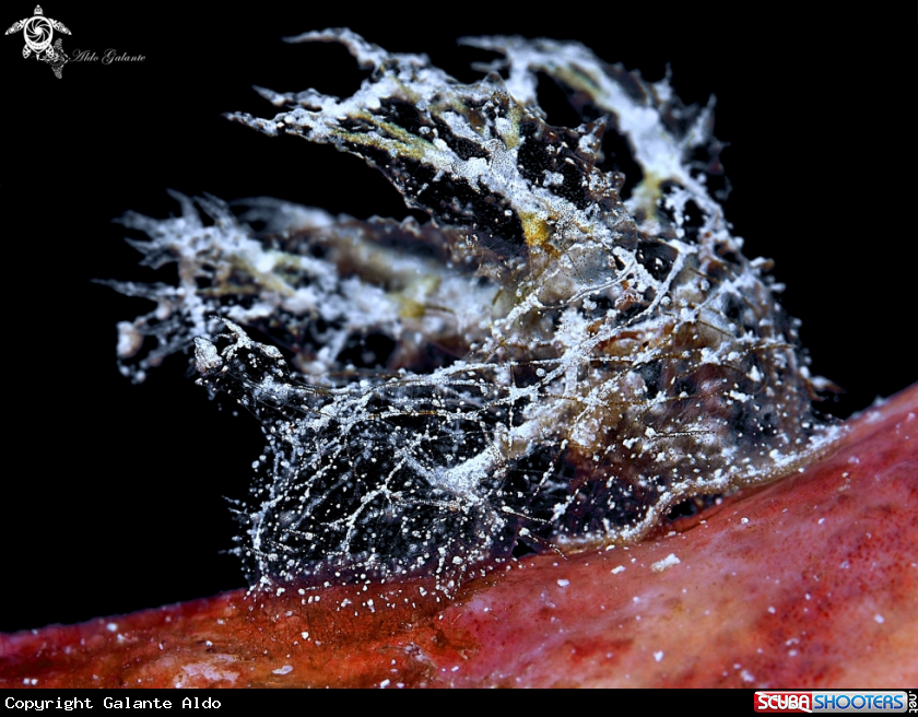 A Melibe Sea Slug