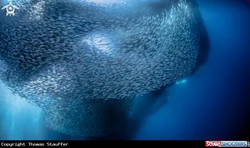 A pacific sardines