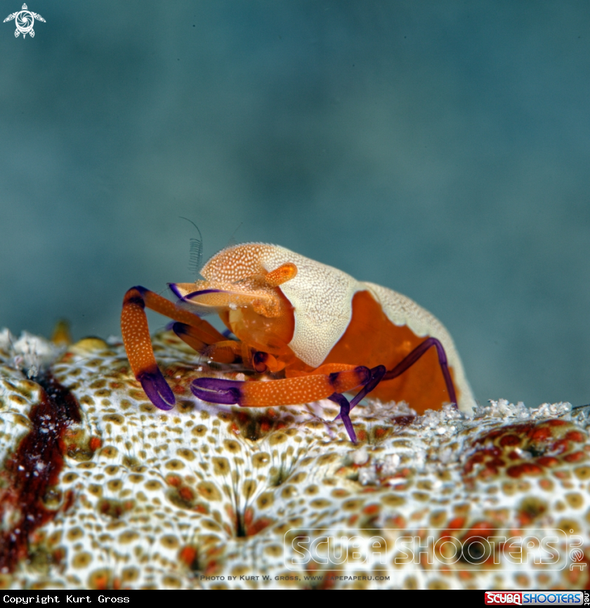 A Emperor Shrimp