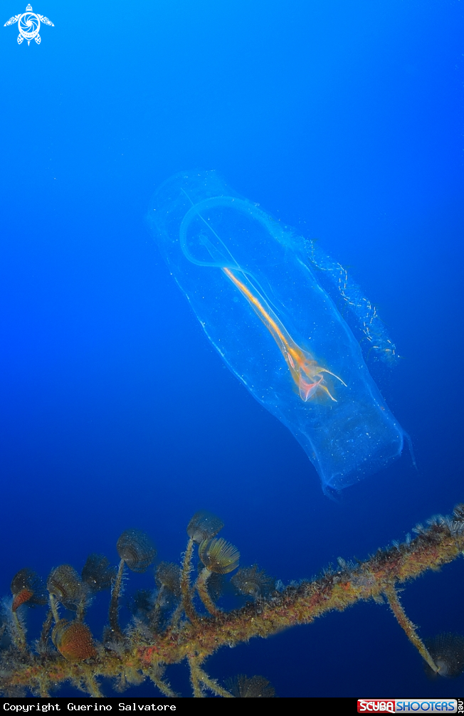 A Doliolum