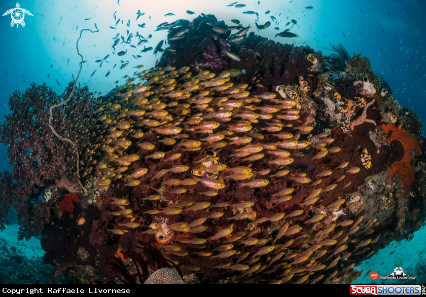 A Glassfishes