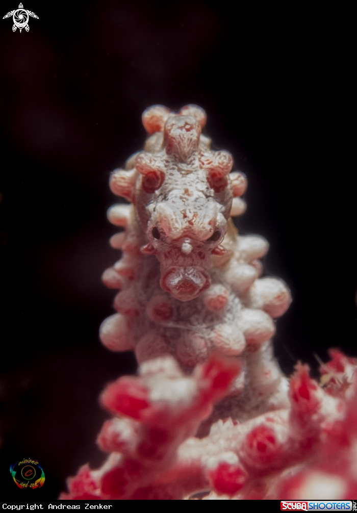 A Pygmy seahorse