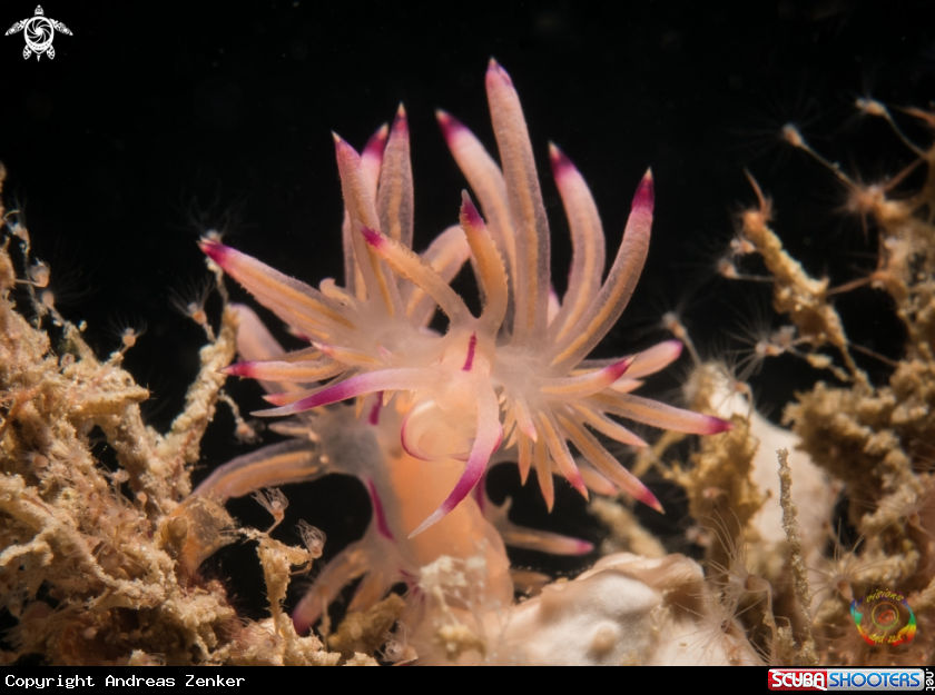 A Flabellina