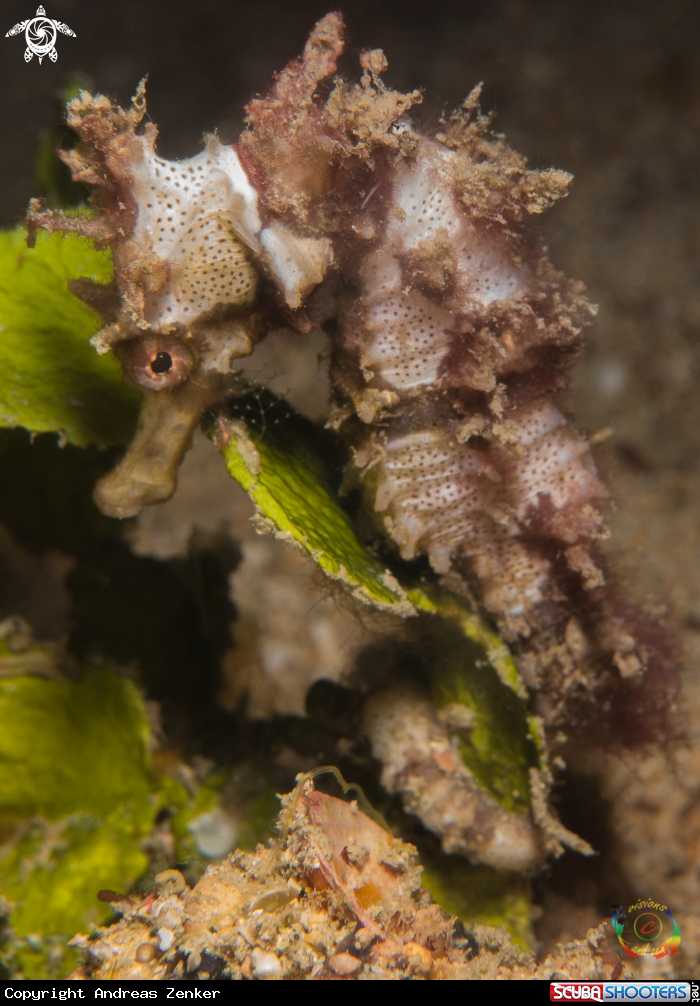 A Seahorse