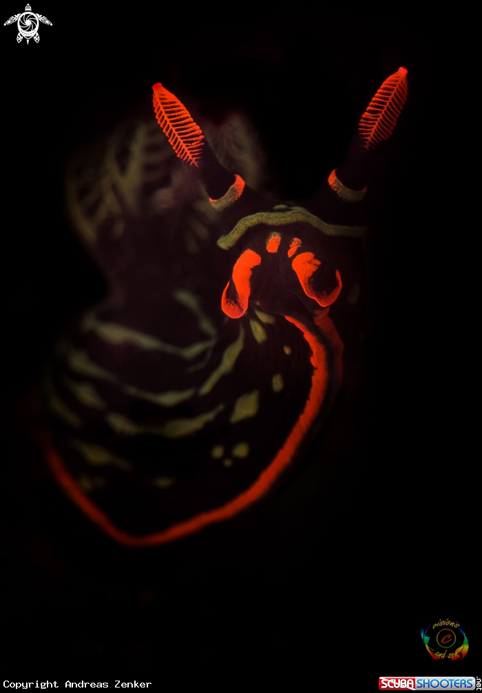 A Nembrotha