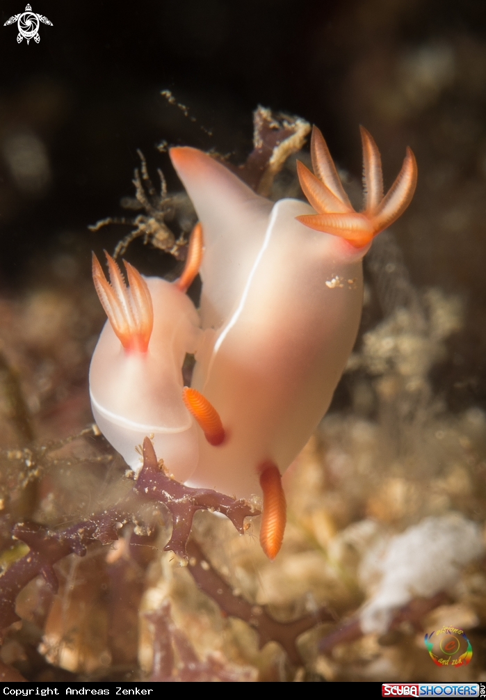 A Hypselodoris
