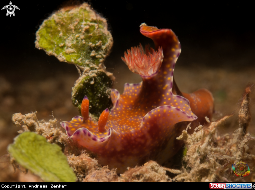 A Ceratosoma sp