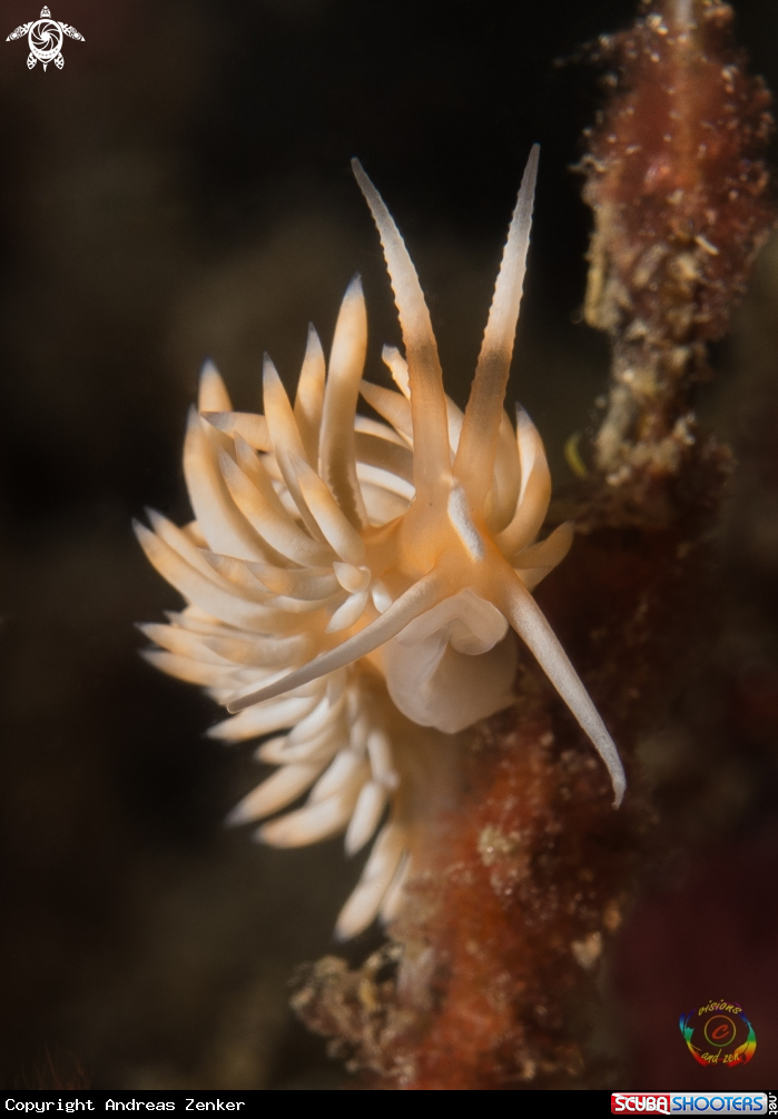 A Sakuraeolis sp