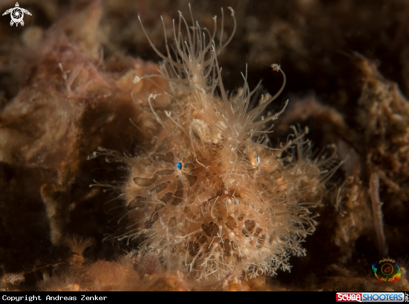 A Hairy frogfish