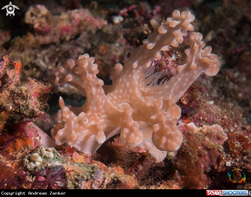 A Ceratosoma alleni