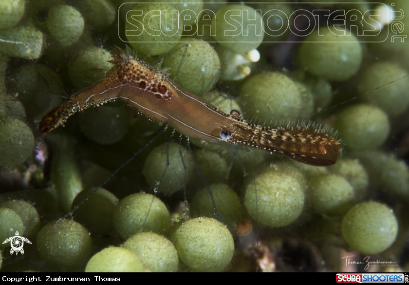 A Donald Duck Shrimp