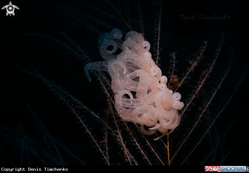 A NUDIBRANCH