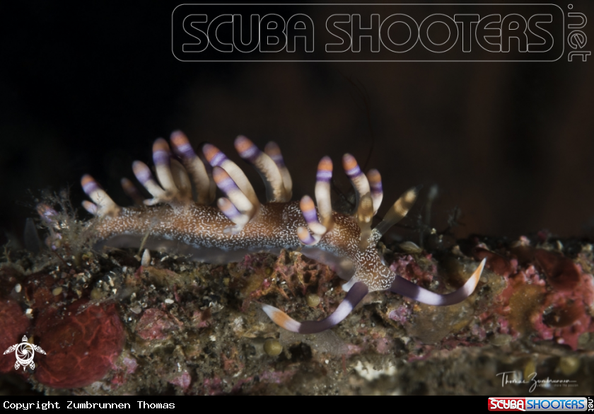A Nudibranch 