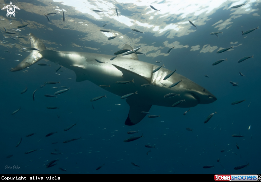 A Great White Shark