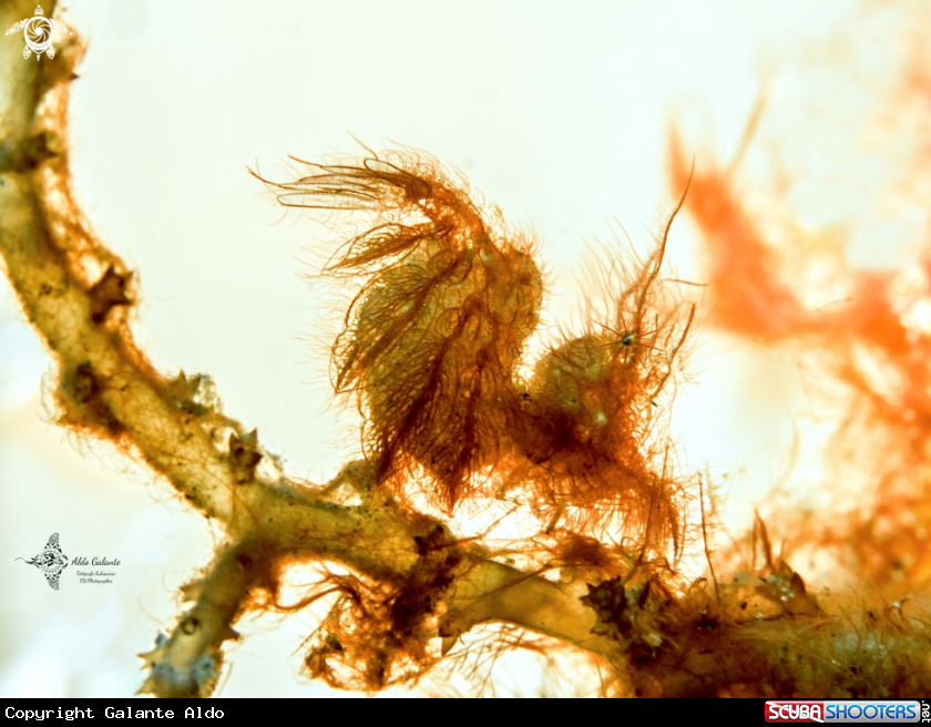 A Hairy Shrimp (With Eggs)