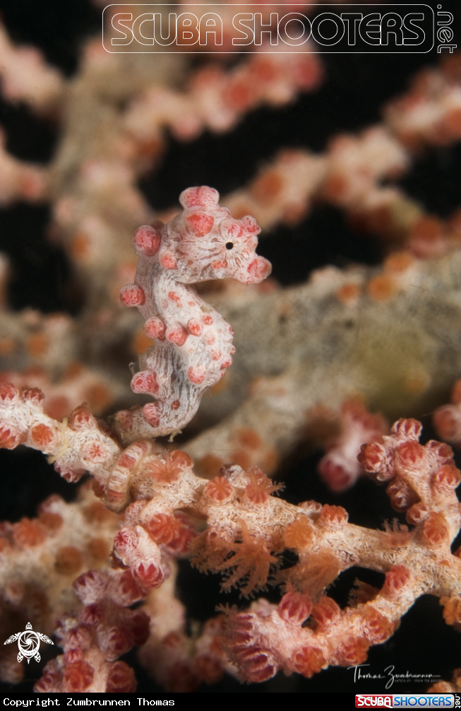 A Pygmy Seahorse Bargibanti 