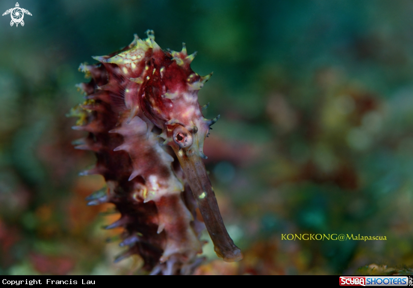 A Seahorse