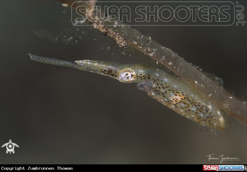 A Squid 