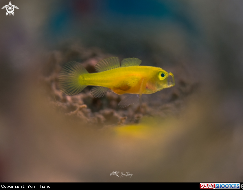 A Lemon Goby