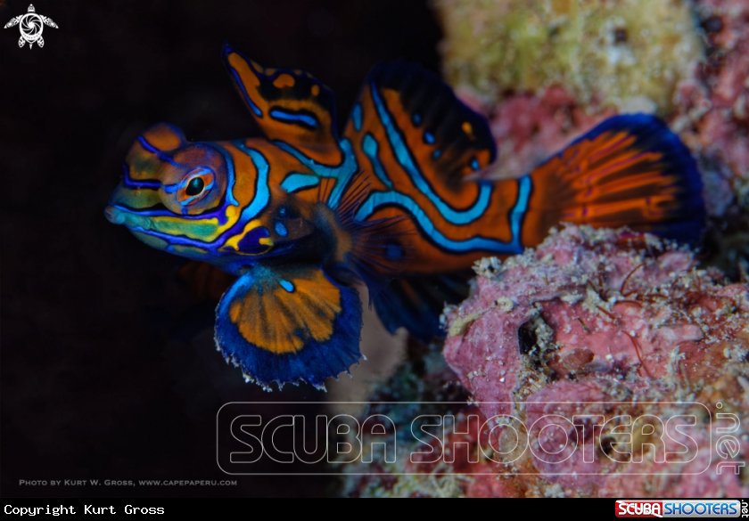 A Mandarin fish, Dragonet