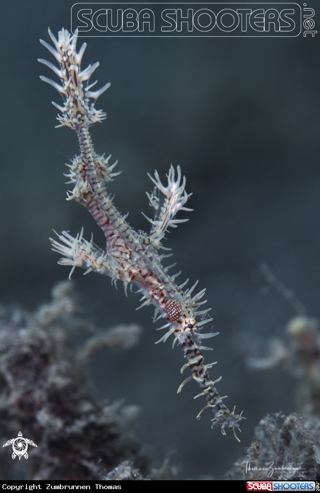 A Ghostpipefish
