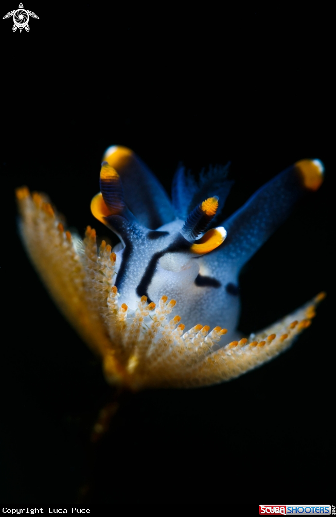 A Pikachu nudi