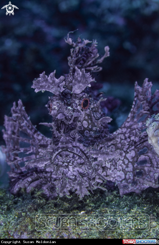 A Rhinopias scorpionfish