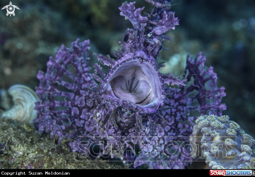 A Rhinopias scorpionfish
