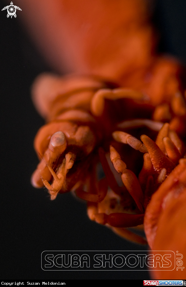 A Anker's Whip Coral Shrimp