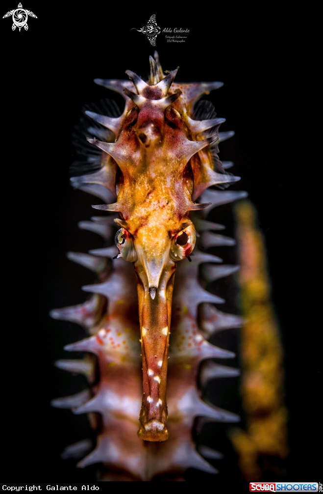 A Spiny Seahorse