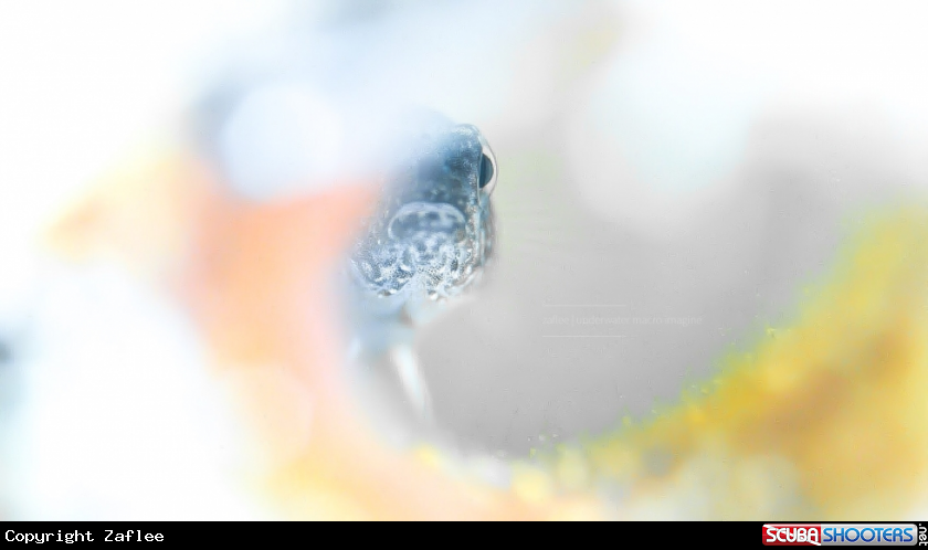 A Goby