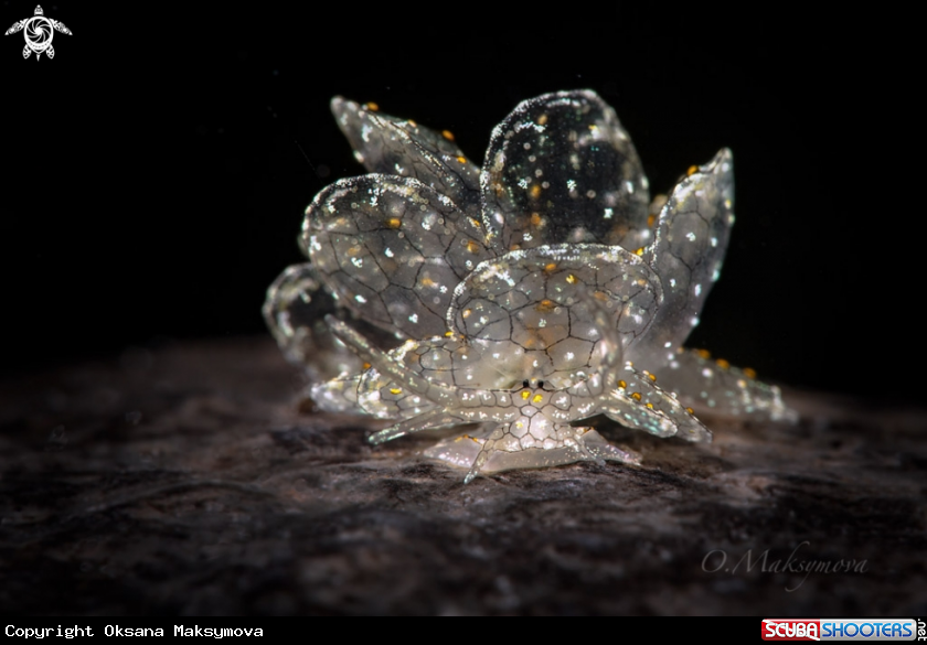 A Dark-Net Butterfly Slug Cyerce sp. 4, NSSI2