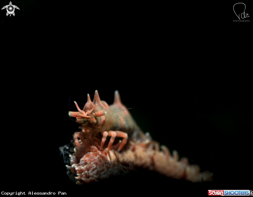 A Dragon shrimp