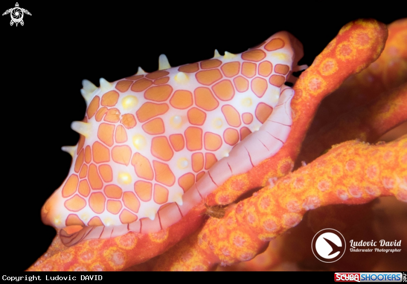 A Rosewater's Egg Cowrie