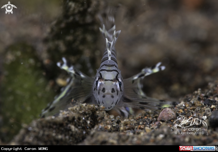 A Lionfish Juvenile
