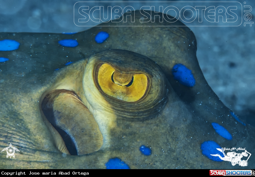 A underwater creature