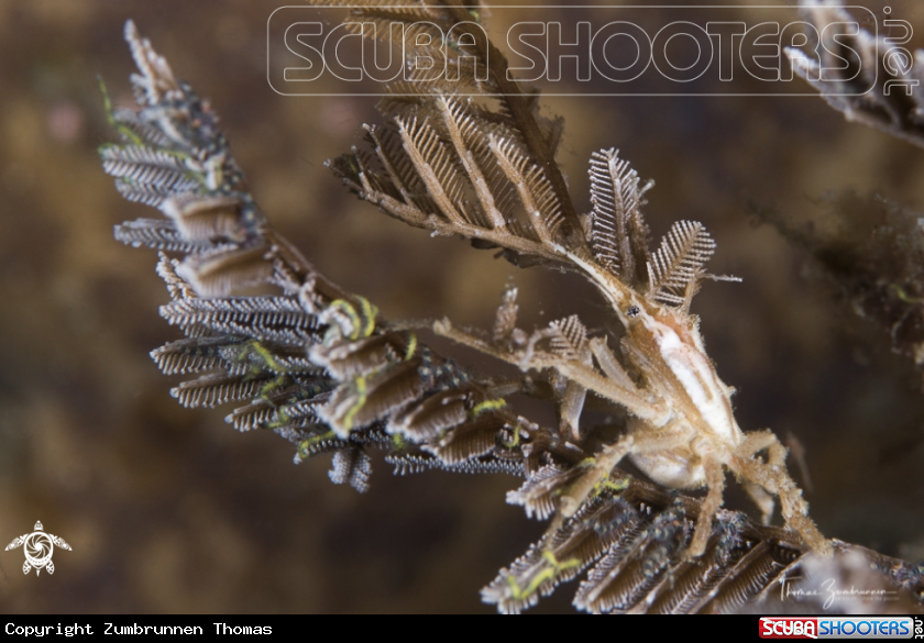A Decoradet crab