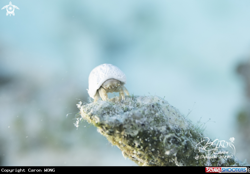 A Helmet crab