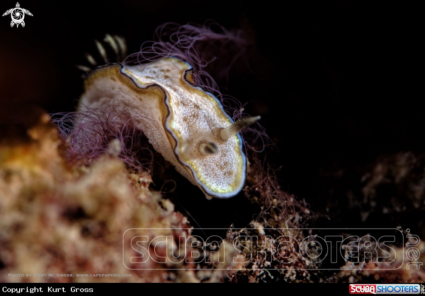 A Nudibranche