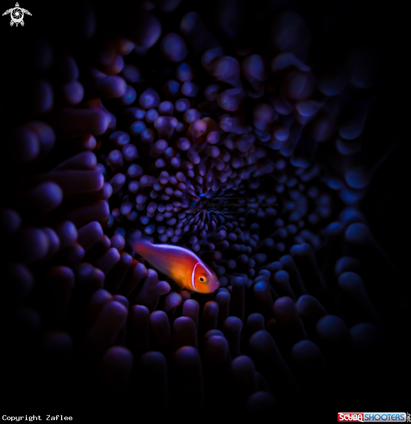 A Pink Skunk Clownfish 