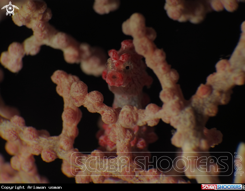 A Bargibanti pygmy sea horse